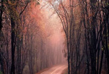 布登：杜兰特将在明天接受核磁共振检查 不会随队参加客场之旅.